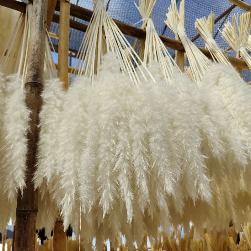 Bouquet of Small Dried Reed Flowers, 80 pieces - ChoreGirl