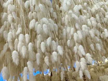 Bouquet of Small Dried Reed Flowers, 80 pieces - ChoreGirl
