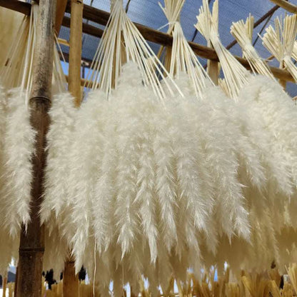 Bouquet of Small Dried Reed Flowers, 80 pieces - ChoreGirl