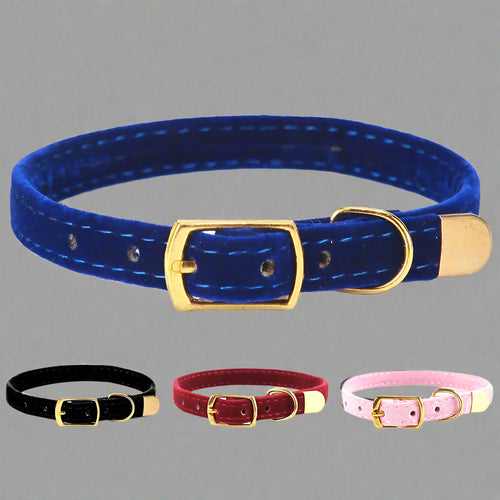 Set of colorful dog collars with gold buckles on a white background